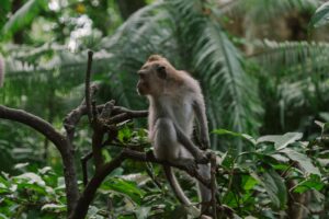 Brown Monkey on Tree Branch